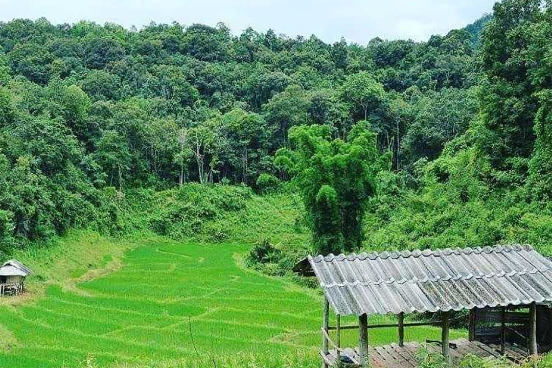 UNDP, Singapore Launch Cultiv@te to Innovate for Sustainable Agriculture | News - IISD Reporting Services