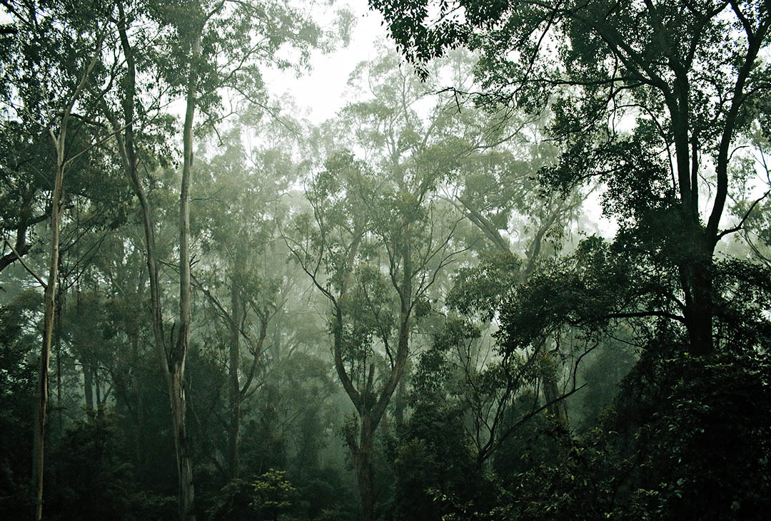 Джунгли амазонки в бурю