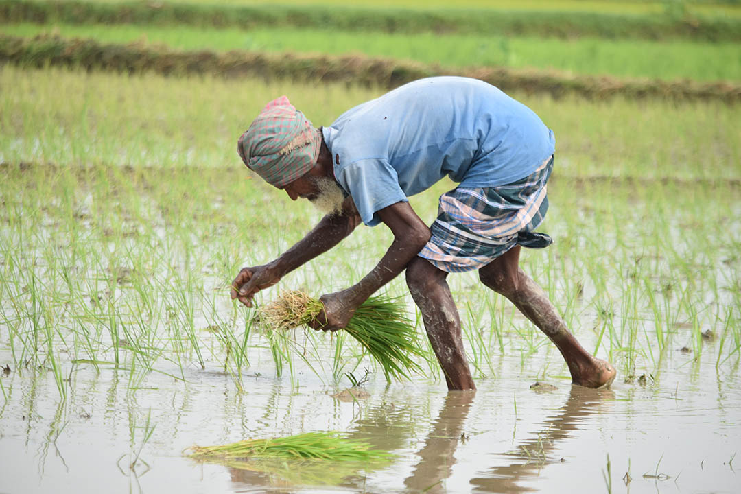 Guest Article: COVID-19 Wreaking Havoc on Bangladesh’s Poor: A Story of Food, Cash, and Health Crises | SDG Knowledge Hub | IISD