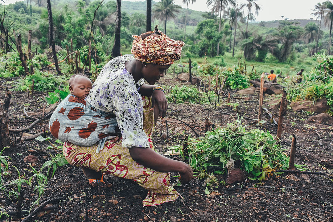 Guest Article: To Unlock Climate Action Potential, Africa Needs High-Impact Agriculture Investment | SDG Knowledge Hub | IISD - IISD's SDG Knowledge Hub
