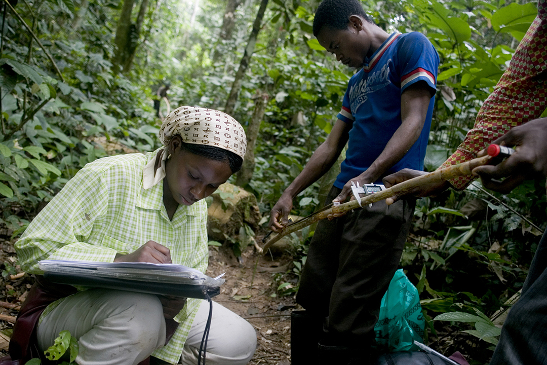 Guest Article: Boosting Transparency in Forest Data: Impact of FAO’s CBIT-Forest Project | SDG Knowledge Hub