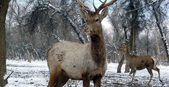 Bukhara Deer