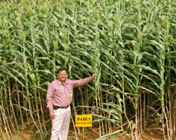 ICRISAT's Principal Sorghum Breeder BVS Reddy in a field of sweet sorghum.